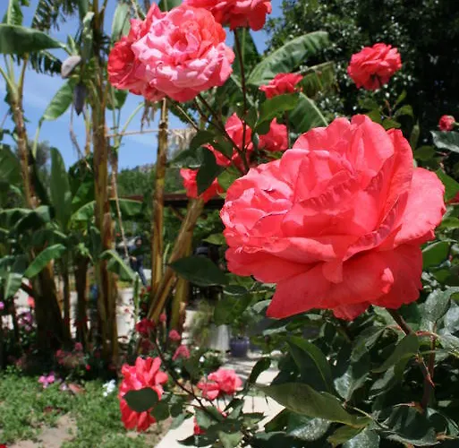 Paradise Garden Evleri Gümüşlük