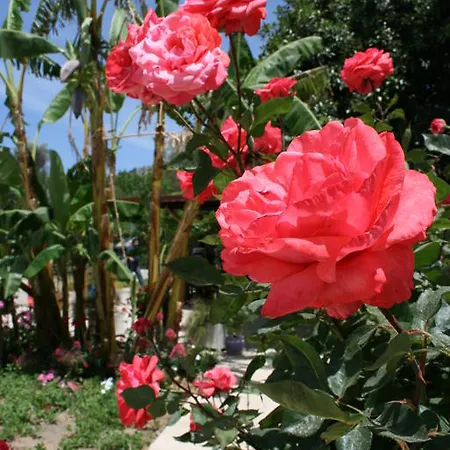 Paradise Garden Evleri Gumusluk